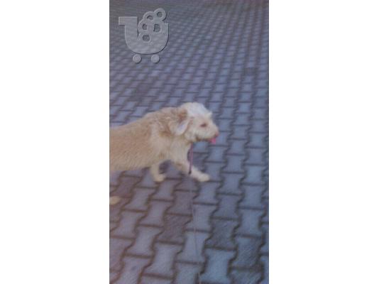 Χαρίζεται θηλυκό ημίαιμο τεριέ-κανίς