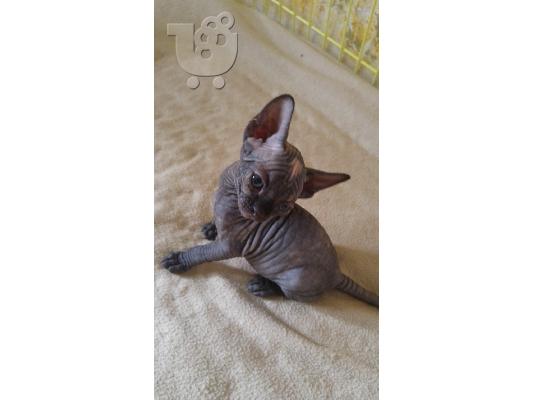 γατακια σφινξ (sphynx)