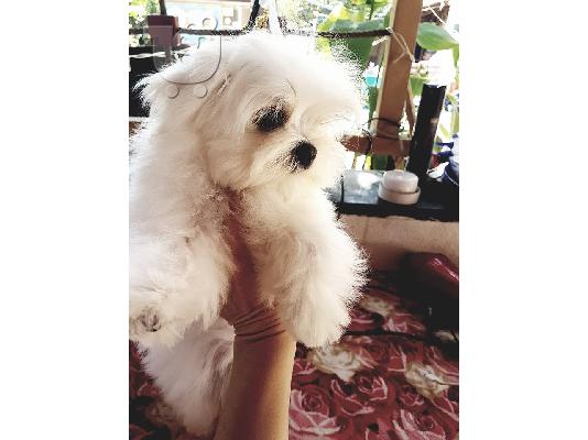 Μαλτέζικο κουτάβι. ένα θηλυκό  