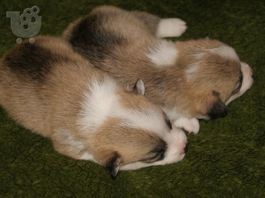 PoulaTo: Ουαλικό Corgi Pembroke κουτάβια