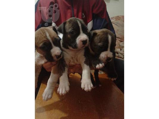 Διατίθενται κουτάβια American Staffordshire Terrier
