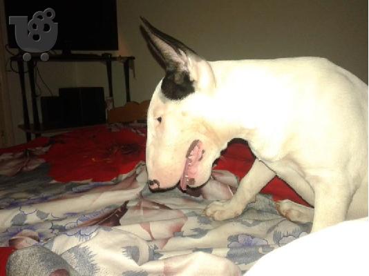 BullTerrier Arseniko