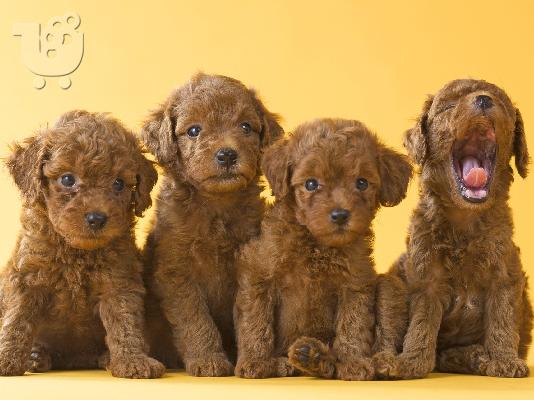PoulaTo: Poodle apricot mini - Κανίς βερυκοκί μίνι