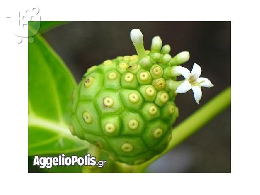 20 Σποροι Νονι - Noni