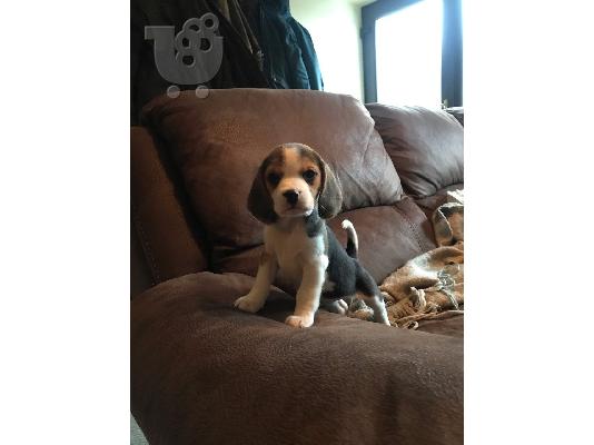 Διαθέσιμα κουτάβια Beagle