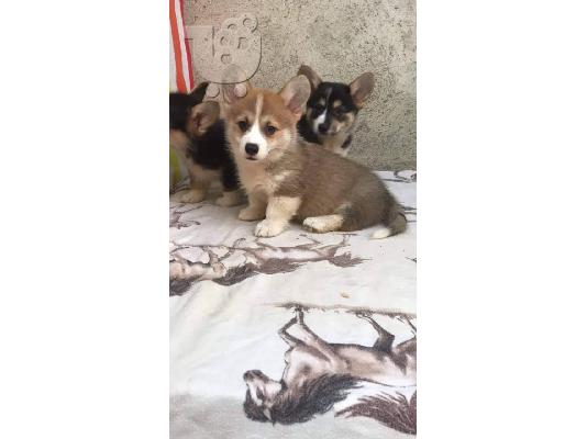 Welsh κουτάβια corgi