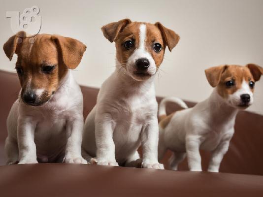 PoulaTo: Jack russell