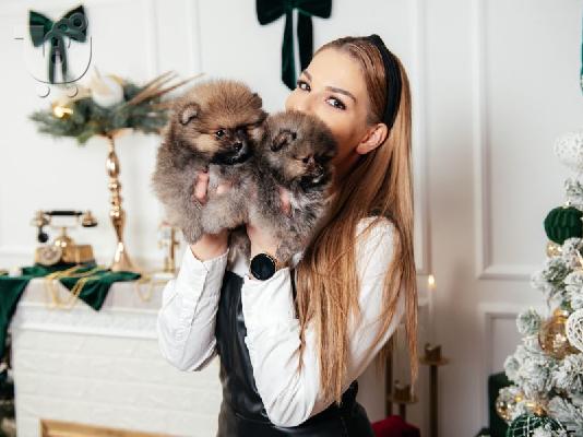 Pomeranian Spitz κουτάβια προς πώληση