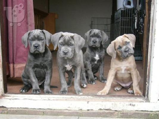 PoulaTo: Cane corso