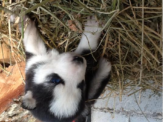 PoulaTo: Πωλουνται καθαροαιμα husky