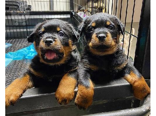 PoulaTo: Adorable Rottweiler Puppy For Sale