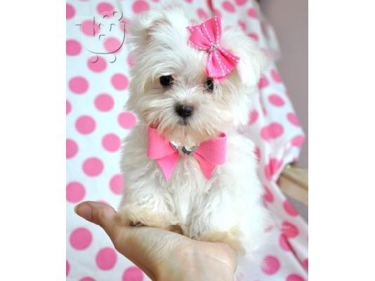 PoulaTo: κορυφαία κουταβάκια maltese