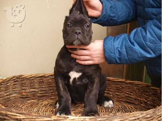 Cane Corso κουτάβια
