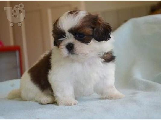 PoulaTo: Εκπαιδευμένο κουτάβια shih tzu