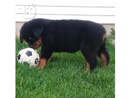 PoulaTo: Αρχική εκπαιδευμένο Rottweiler διαθέσιμο τώρα