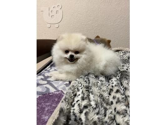 Pomeranian ΜΙΝΙ κουτάβι