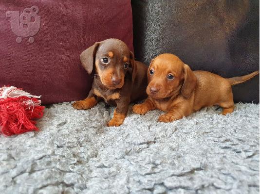 Μίνι Dachshunds
