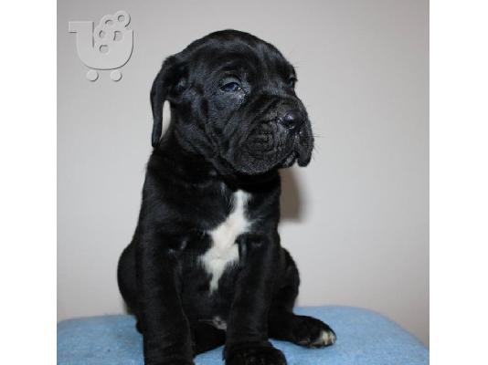 PoulaTo: Cane Corso κουτάβια