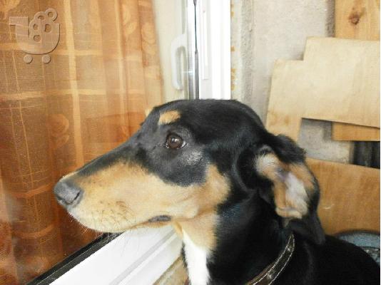 Σκυλακι χαριζεται