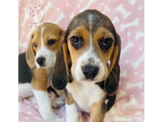 Εδώ παρουσιάζουμε τα υπέροχα κουτάβια Beagle μας έτοιμα...