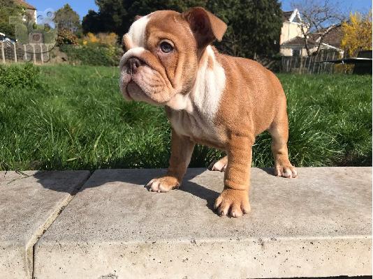 PoulaTo: Αγγλικά μπουλντόγκ για Rehoming