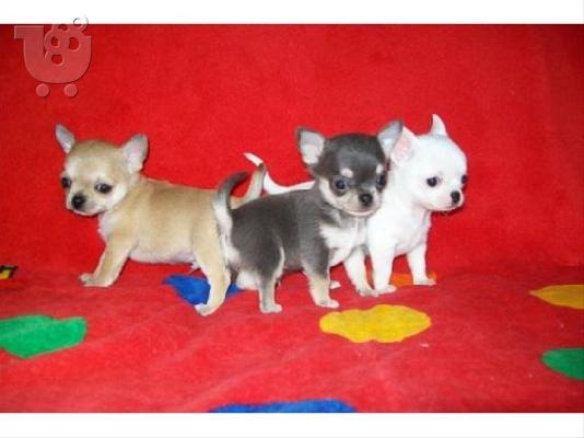 PoulaTo: Τσιουαουα μινι - Chihuahua μίνι