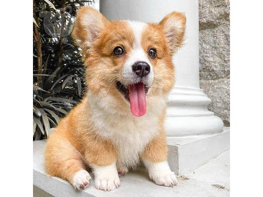 PoulaTo: Pembroke Corgi κουτάβια