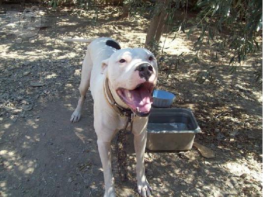 Dogo argentino χαριζεται