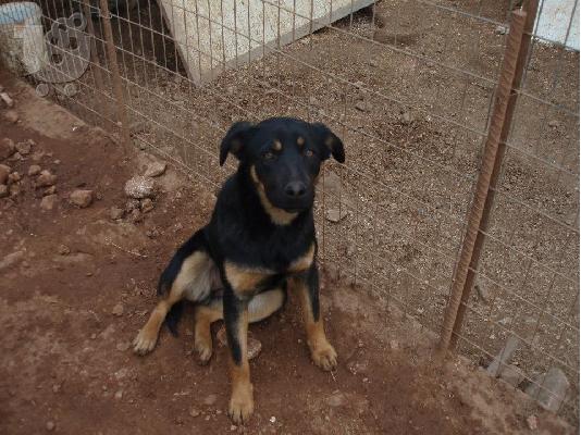 PoulaTo: Λυκοσκυλιτσα ημιαιμη χαριζεται