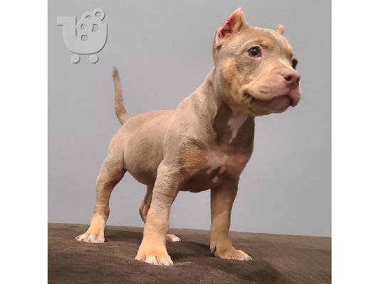 PoulaTo: Πωλούνται κουτάβια Pit-bull