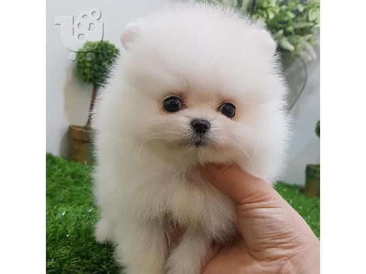 PoulaTo: Σούπερ χαριτωμένο κουτάβι Pomeranian
