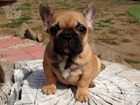 PoulaTo: Γαλλικά Μπουλντόγκ (French Bulldog puppies )