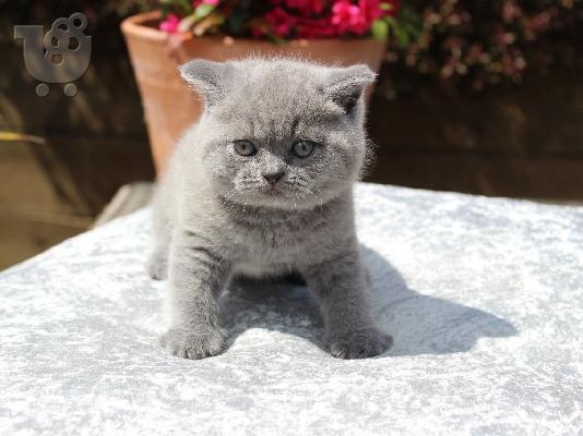 PoulaTo: γατάκια Βρετανικά Shorthair.