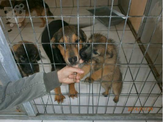 PoulaTo: Κουταβακια χαριζονται