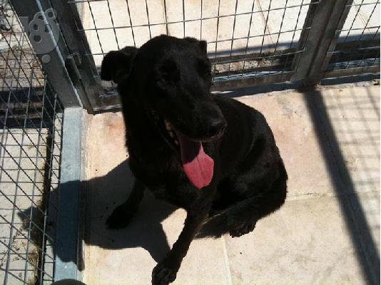 PoulaTo: Μελαχροινη σκυλιτσα χαριζεται