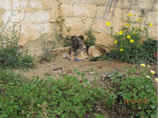 Μεγαλοσωμο λυκοσκυλακι 4 μηνων χαριζεται