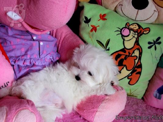 PoulaTo: Δύο κουτάβια Top Class Maltese Available