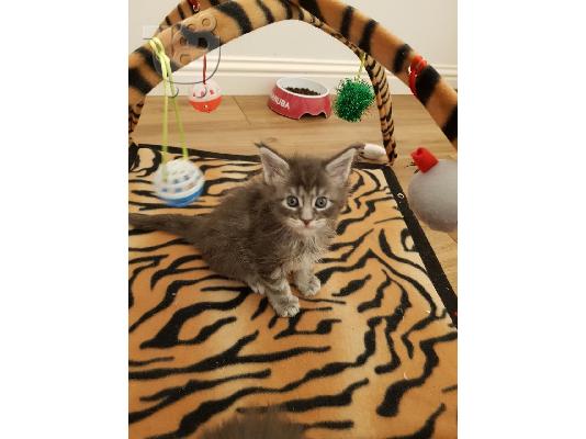 PoulaTo: Πανέμορφο maine coon γατάκι