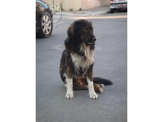 Ομορφος τσοπανος