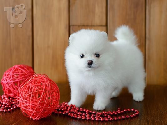PoulaTo: Pomeranian - Πομεράνιαν