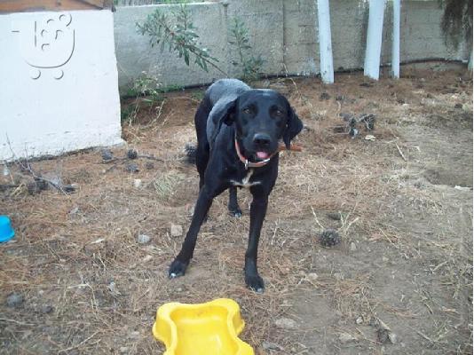 ROMEO and JULIET Λαμπραντορ ημιαιμα