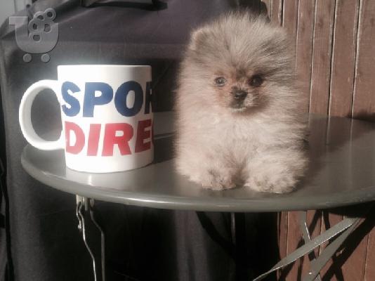 PoulaTo: Pomeranian Pups ** ΔΩΡΕΑΝ ** Εγκρίθηκε