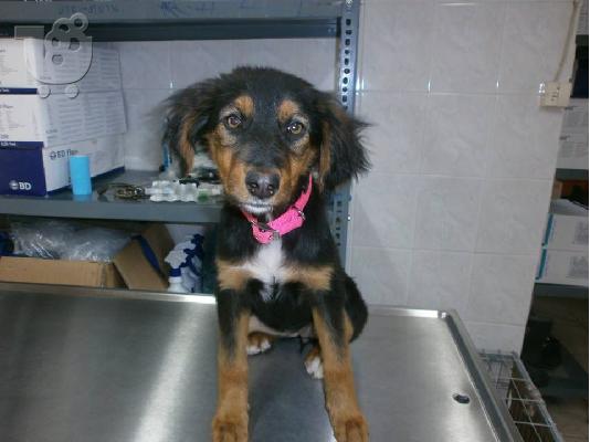 Κουταβακι χαριζεται