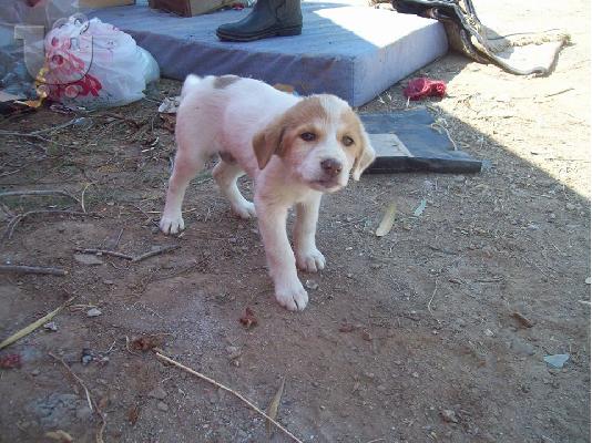 Κουταβουλα 2μηνων χαριζεται