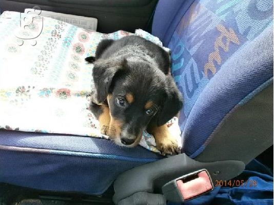 PoulaTo: Κουταβακι χαριζεται