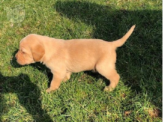 PoulaTo: Όμορφα Golden Retriever κουτάβια