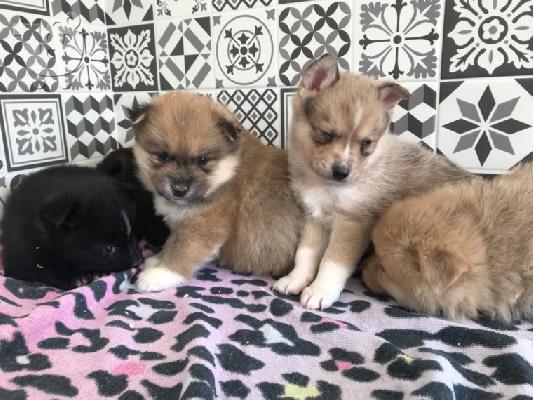 Κουτάβια Pomsky