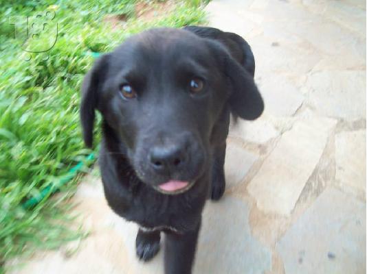 Κουταβακια ψαχνουν οικογενειες