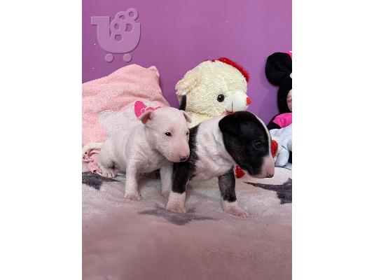 PoulaTo: Μινιατούρα κουτάβια Bull Terrier