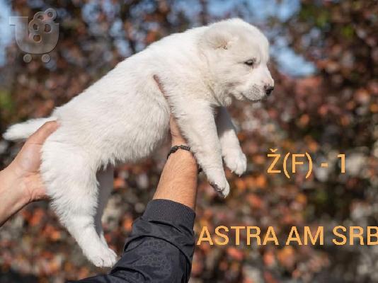 Ποιμενικός Κεντρικής Ασίας κουτάβια
